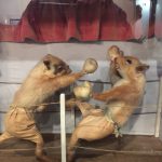 Weasel Boxing