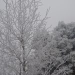 Frost-Covered Tree