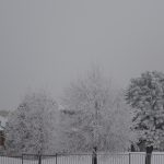 Frost-Covered Trees