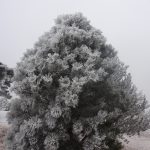 Frosty Evergreen